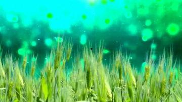 风吹麦浪创作背景,追寻乡村记忆与时代变迁的交响诗